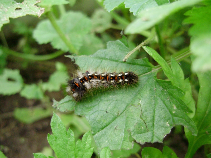 Identificazione bruco